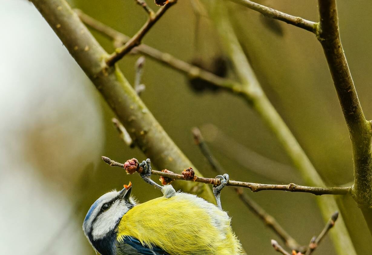 eurasian blue tit holding on a twig upside down