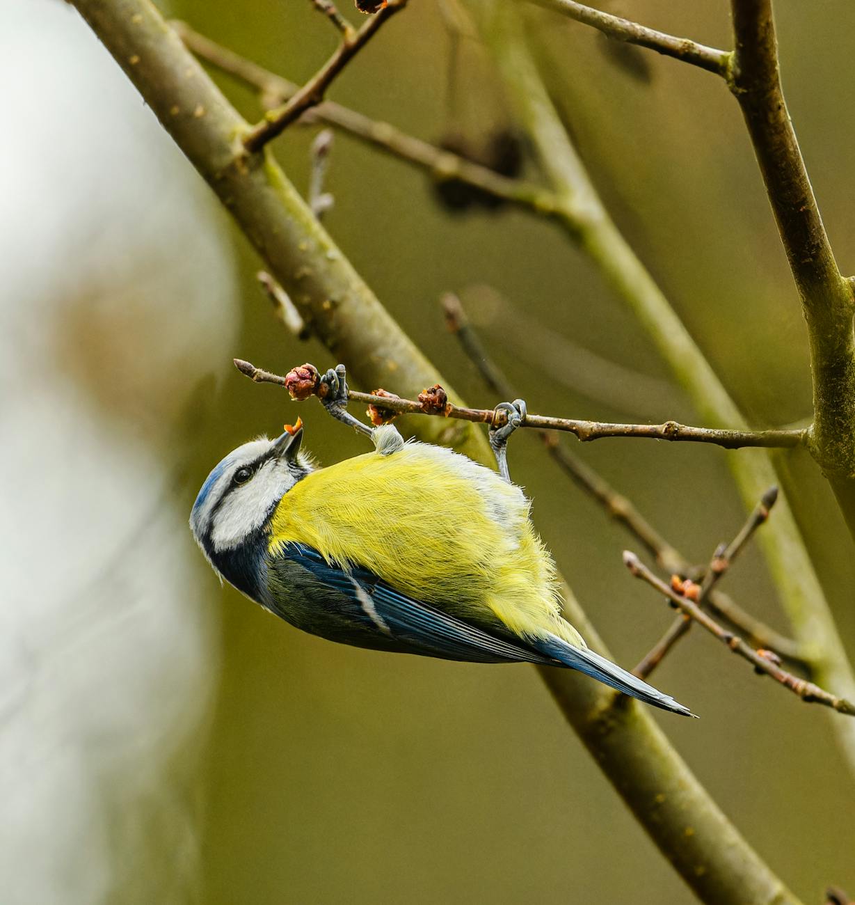eurasian blue tit holding on a twig upside down