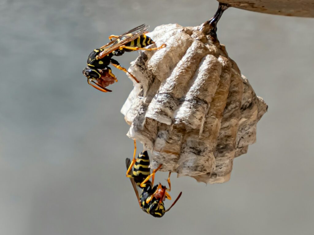 Guêpes polistes
